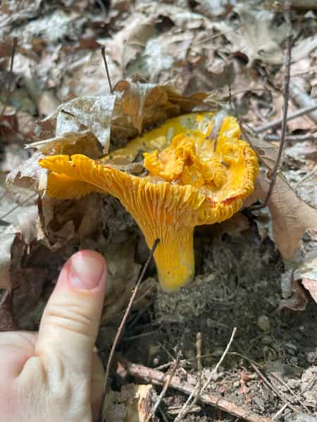 Chanterelle Mushroom