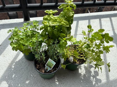 Herbs