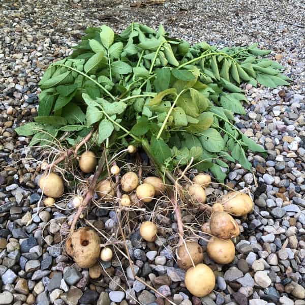 Baby new potatoes