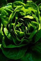 Lettuce