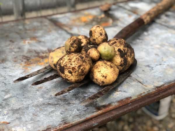 Fresh picked potatoes