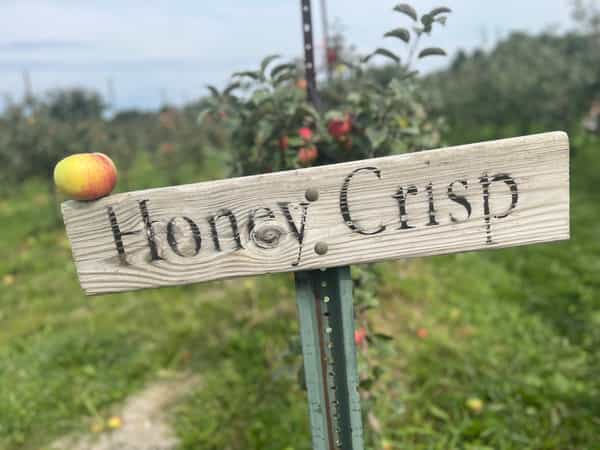 honey crisp