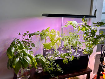 Hydroponic gardening