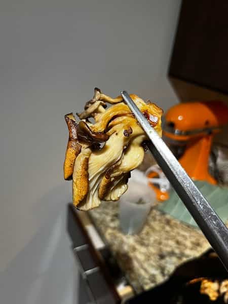 Sautéed Oyster Mushroom
