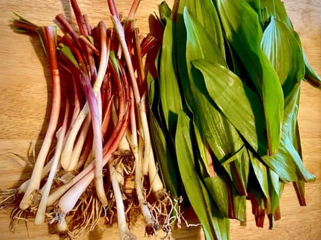 It's Ramp Season