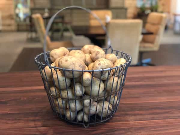 yukon gold potatoes from garden