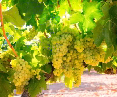Chardonnay