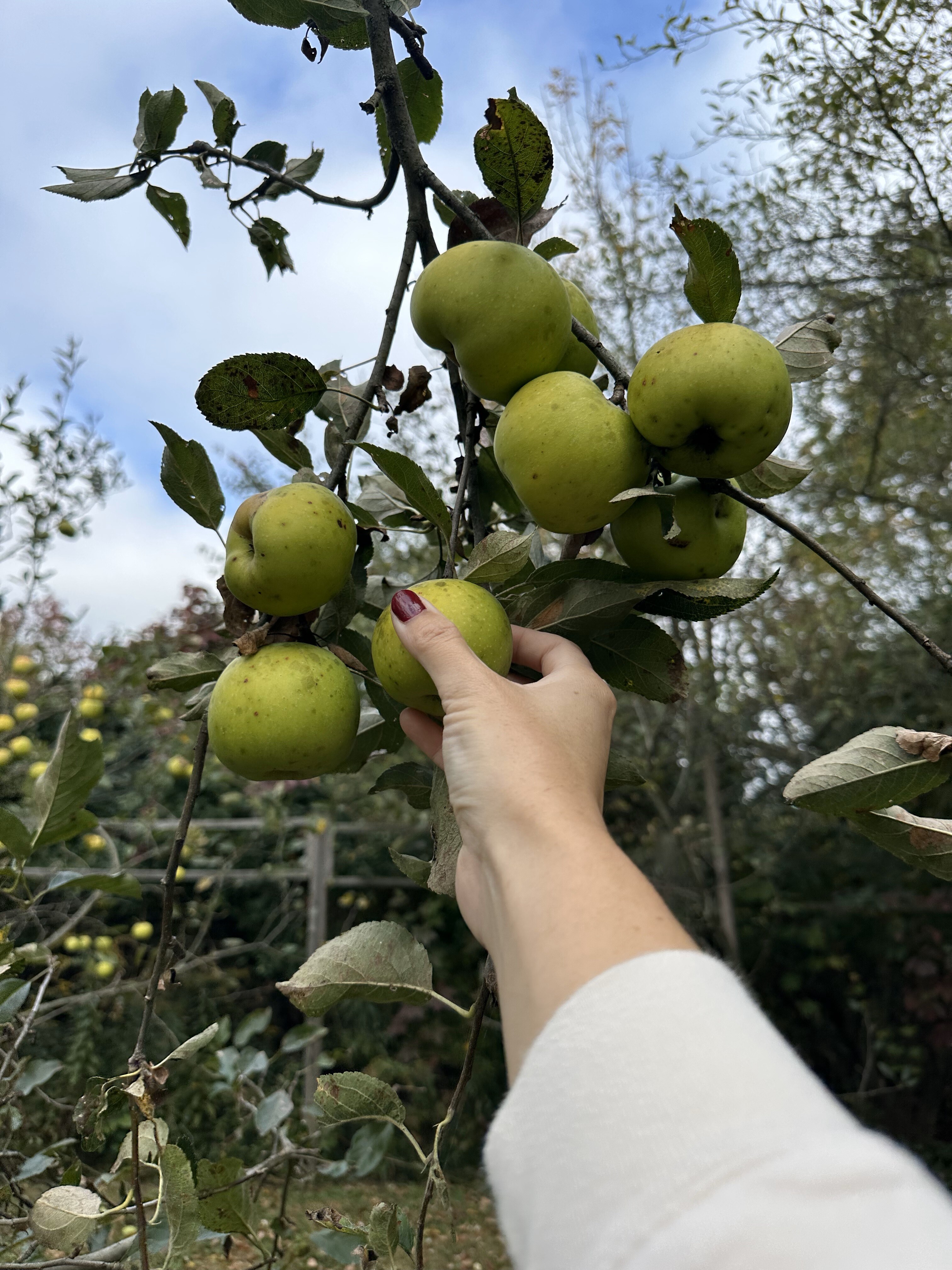 Picking apples
